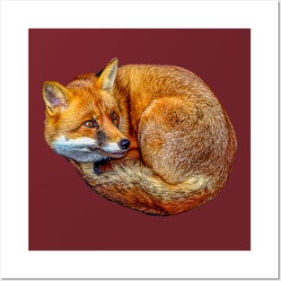 Red Fox Posters and Art